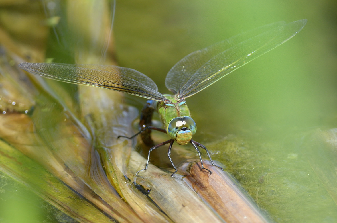 Anax parthenope in ovodeposizione? - No,  Anax imperator